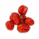 Paprika - chili papričky Habanero červené
