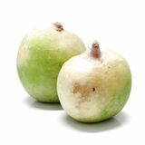 Reďkovka water melon, I.Tr