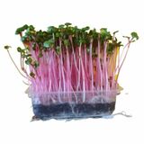 Microgreens Reďkovka ružová, vanička MyGreenBox