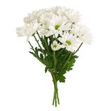 Kytica čerstvých kvetov mix, Chryzantémy 3ks