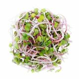 Klíčky china rose 100g