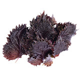 Vňať - Shiso Leaves červené, I.Tr