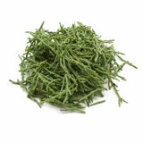 Salicornia (Seacorel), I.Tr