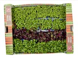 Vňať - Shiso mix vanička, I.Tr