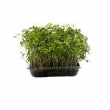 Microgreens Trebuľka, vanička MyGreenBox