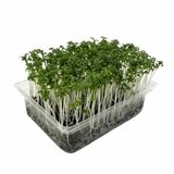Microgreens Žerucha, vanička MyGreenBox
