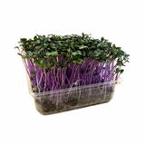 Microgreens Kaleráb ružový, vanička MyGreenBox