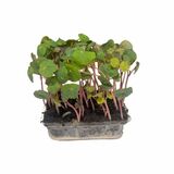 Microgreens Kapucínka, vanička MyGreenBox