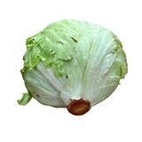 Šalát ľadový kal.10 ,I.Tr VÝPREDAJ