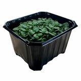 Microgreens Shiso zelené, vanička MyGreenBox