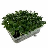 Microgreens Borák, vanička MyGreenBox