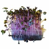 Microgreens Reďkovka fialová, vanička MyGreenBox
