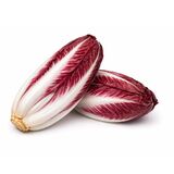 Čakanka červená Treviso, I.Tr