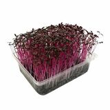 Microgreens Amarant červený, vanička MyGreenBox