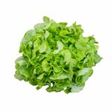 Šalát - Dubový list zelený kal.130+, I.Tr