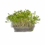 Microgreens Koriander, vanička MyGreenBox