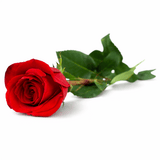 Ruža vo folii 1ks