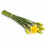 Kytica čerstvých kvetov, Narcisy 5ks