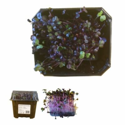 Microgreens Reďkovka fialová, vanička MyGreenBox