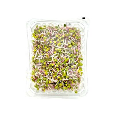 Klíčky china rose 100g