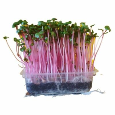 Microgreens Reďkovka ružová, vanička MyGreenBox