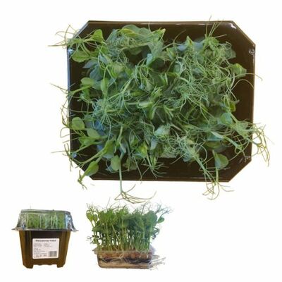 Microgreens Hrášok Pea Foxy, vanička MyGreenBox
