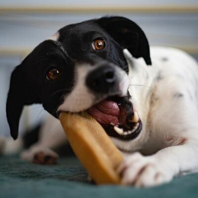 Explorer dog Himalájska tyčka XXL