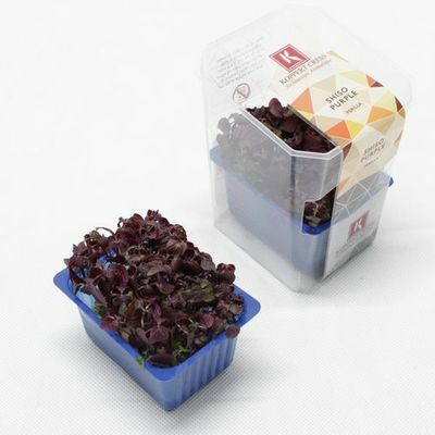 Vňať - Shiso purple vanička ,I.Tr