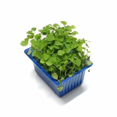 Vňať - Atsina cress vanička