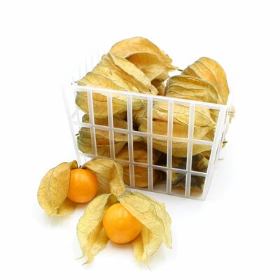 Physalis, I.trieda