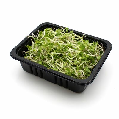 Klíčky redkvičkové 100g ,I.Tr