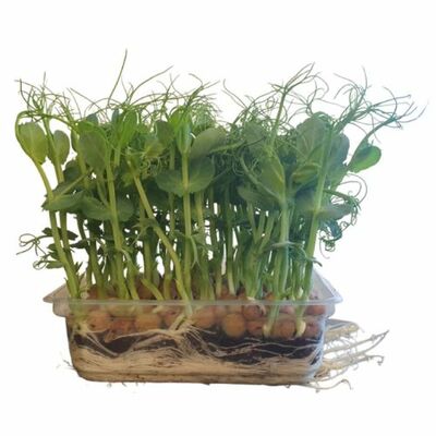 Microgreens Hrášok Pea Foxy, vanička MyGreenBox