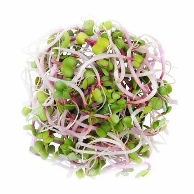 Klíčky china rose 100g