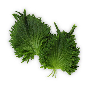 Vňať - Shiso Leaves zelené ,I.Tr