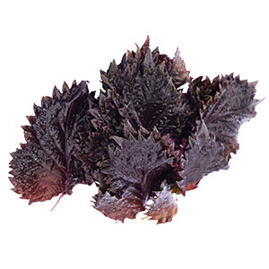 Vňať - Shiso Leaves červené ,I.Tr