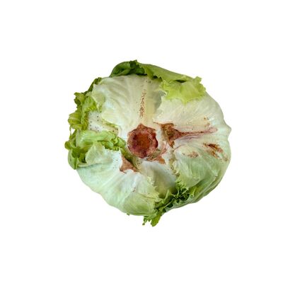 Šalát ľadový kal.10 ,I.Tr VÝPREDAJ