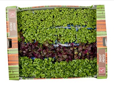 Vňať - Shiso mix vanička ,I.Tr