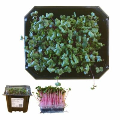 Microgreens Reďkovka ružová, vanička MyGreenBox