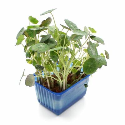 Vňať - Zorri cress