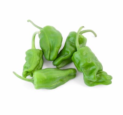 Paprika Padrone, I.trieda