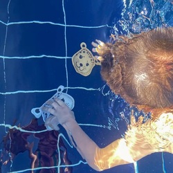 Hračky do vody Potápačské zvieratká Panther 3ks Swim Essentials