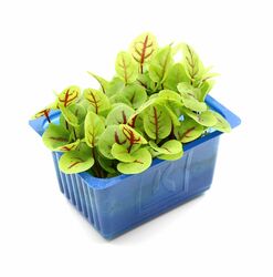 Vňať - Vene cress vanička