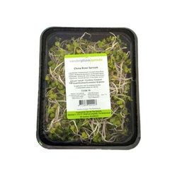 Klíčky china rose 100g