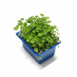 Vňať - Atsina cress vanička