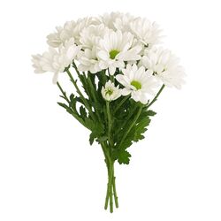 Kytica čerstvých kvetov mix, Chryzantémy 3ks