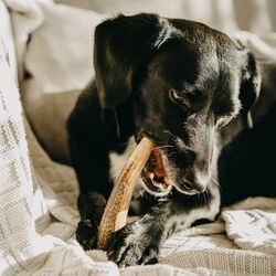 Explorer dog Žuvací jelení paroh M tvrdý