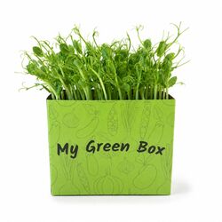Microgreens Hrášok Pea Foxy, vanička MyGreenBox