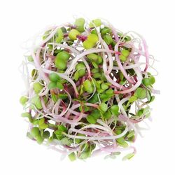 Klíčky china rose 100g