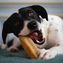 Explorer dog Himalájska tyčka S