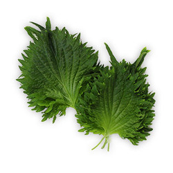 Vňať - Shiso Leaves zelené ,I.Tr